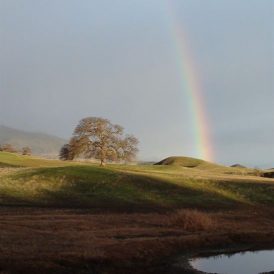 Four Acres and a Mule Image